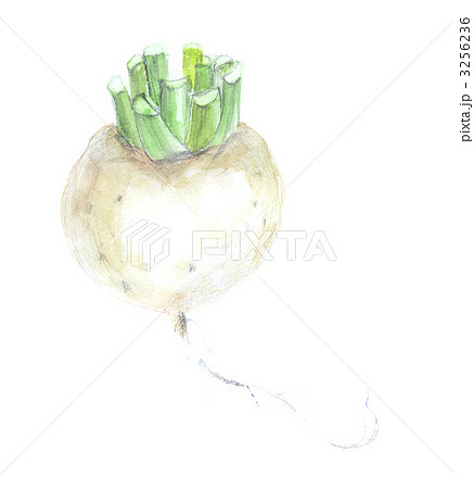 小かぶ 小かぶ 3256236