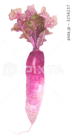 女山三月大根　 3256237