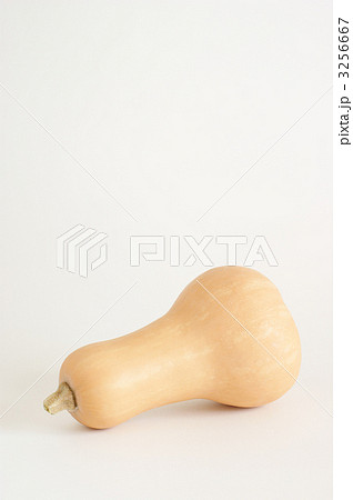 バターナッツカボチャ バターナッツカボチャ 3256667