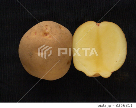 ジャガイモ・キタアカリ 3256811