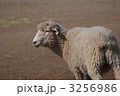 羊 3256986