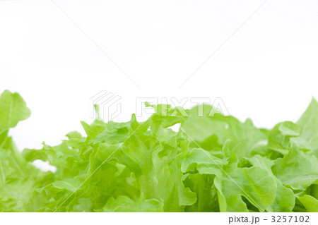 レタス レタス 3257102