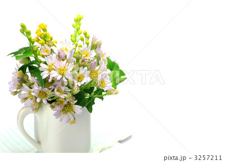 孔雀草とツタ 3257211