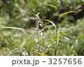 桜蓼 3257656