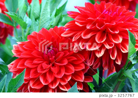 紅の海 紅の海 3257767