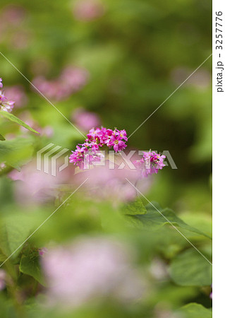 赤そばの花 3257776