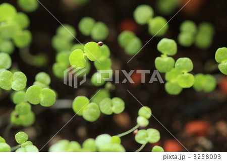 ペパーミントの双葉の写真素材