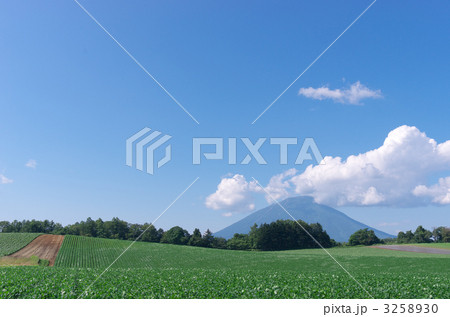 羊蹄山とじゃがいも畑 3258930
