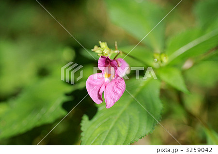 ムラサキツリフネ 3259042