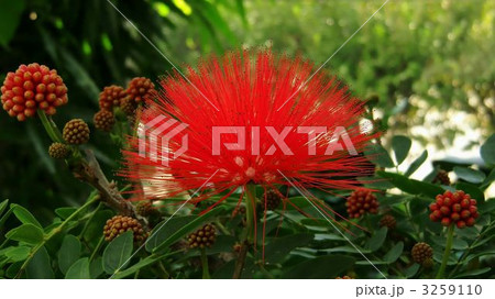 カリアンドラ 3259110