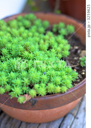 ロハスな生活　癒しのセダム 3259625