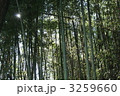 竹林と太陽 3259660