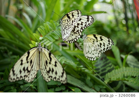 オオゴマダラチョウ オオゴマダラチョウ 3260086