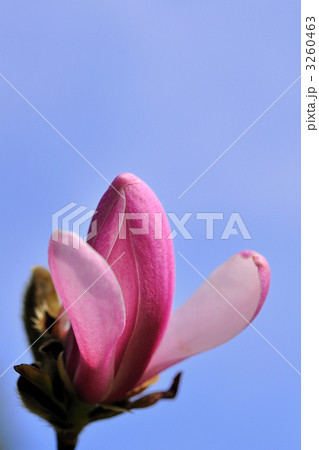 モクレン モクレン 3260463