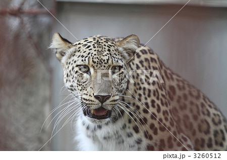 ヒョウ ヒョウ 3260512
