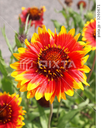 ガイラルディア 3260671