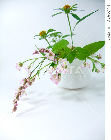 秋の野の花 3260744