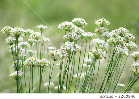 韮の花 3260946