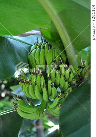 バナナ 3261124