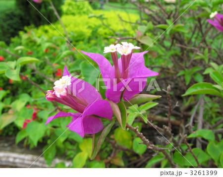 ブーゲンビリアの花 3261399