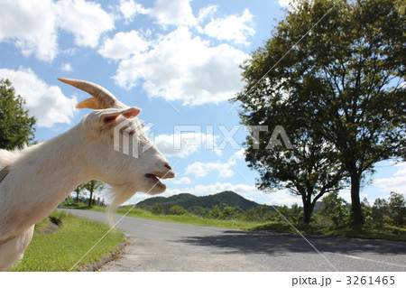 やぎさん 3261465