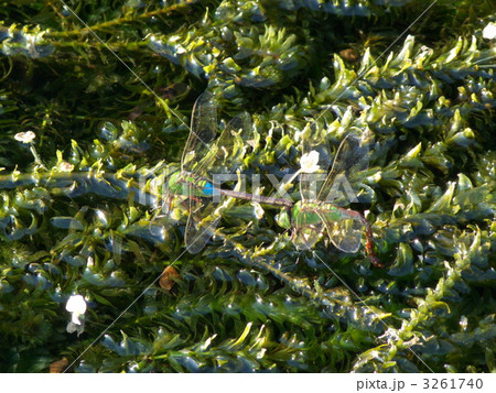 ギンヤンマの産卵 3261740