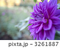 ダリア 3261887