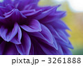 ダリア 3261888