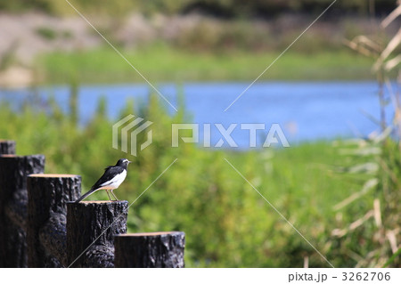 未来を見つめるセキレイ 未来を見つめるセキレイ 3262706