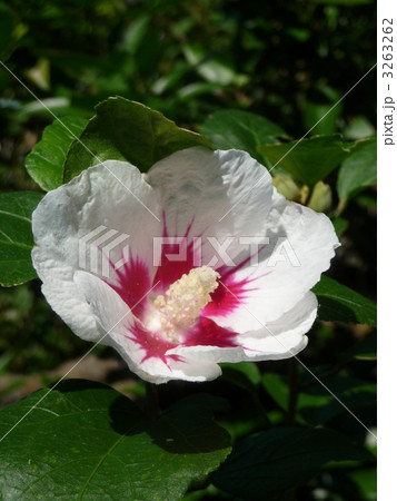 ムクゲ　宗旦 3263262