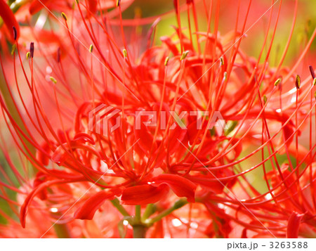 彼岸花 3263588