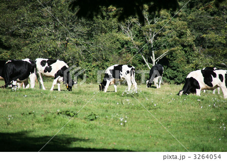 乳牛 乳牛 3264054