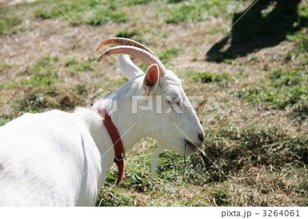 山羊 山羊 3264061