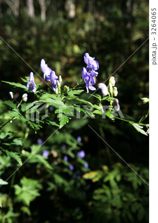 トリカブト 3264065