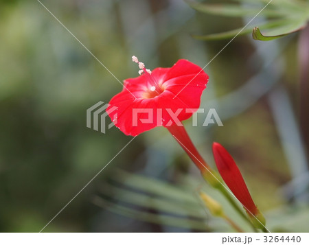 ハゴロモルコウソウの花 3264440