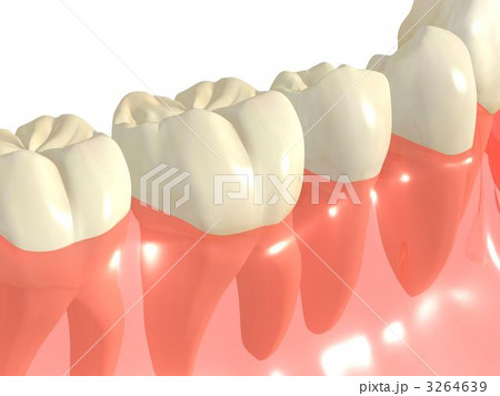 下顎永久歯列 3264639