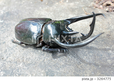 角 カブトムシ ツノの写真素材