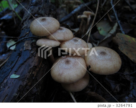 北海道のキノコ 3264791