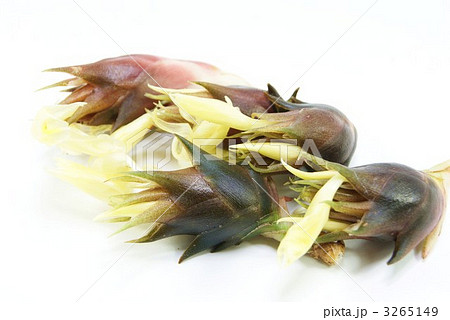 秋の花ミョウガ５個横位置 3265149