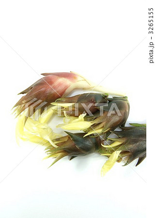 秋の花ミョウガ5個縦位置 秋の花ミョウガ5個縦位置 3265155