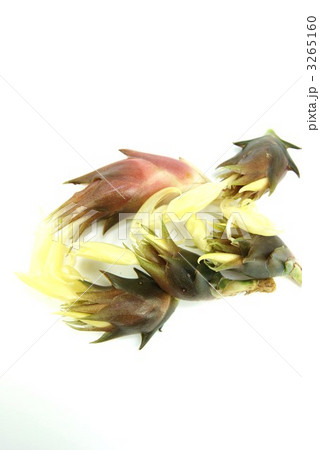 秋の花ミョウガ５個俯瞰縦位置 3265160