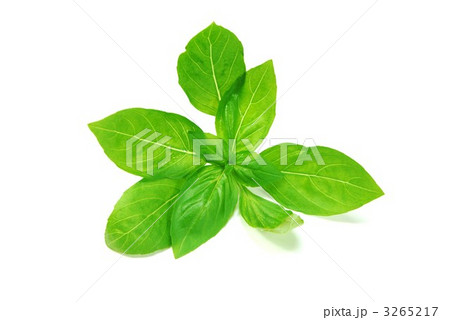 摘みたてバジルの若葉横位置 摘みたてバジルの若葉横位置 3265217