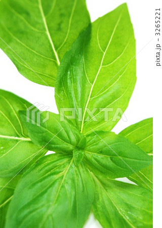 背景素材摘みたてバジルの若葉縦位置 背景素材摘みたてバジルの若葉縦位置 3265221
