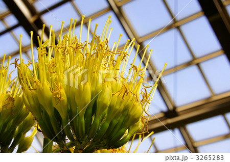 リュウゼツランの花 リュウゼツランの花 3265283