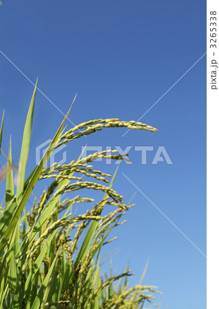 稲穂 3265338