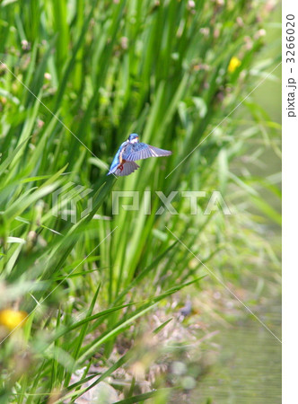 カワセミのホバリング 3266020