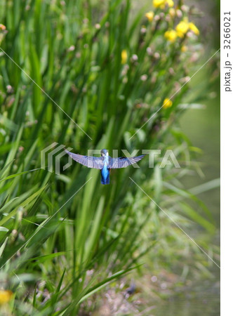 カワセミのホバリング 3266021