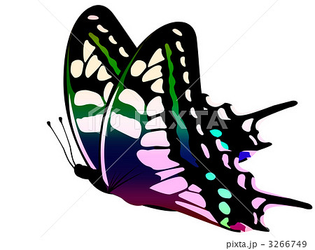 アゲハ蝶のイラスト素材 3266749 Pixta