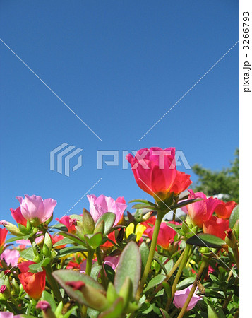 ポーチュラカ ポーチュラカ 3266793