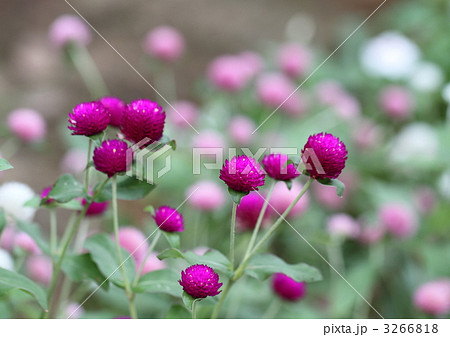 赤紫の千日紅の花(苞) 赤紫の千日紅の花(苞) 3266818